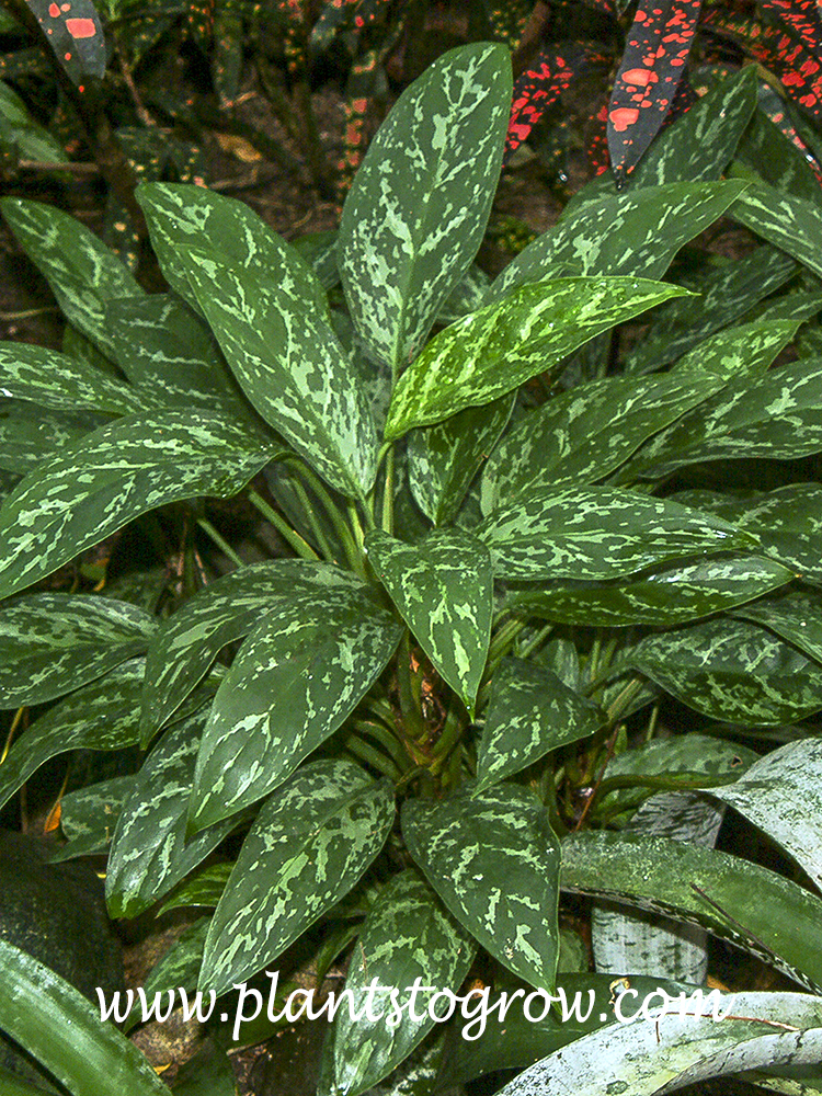 Green Lady Chinese Evergreen (Aglaonema)